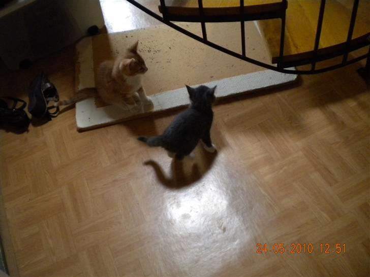 Huskat Bølle(solgt) - her er jeg sammen med min ven, som er flytte hjemfra billede 11