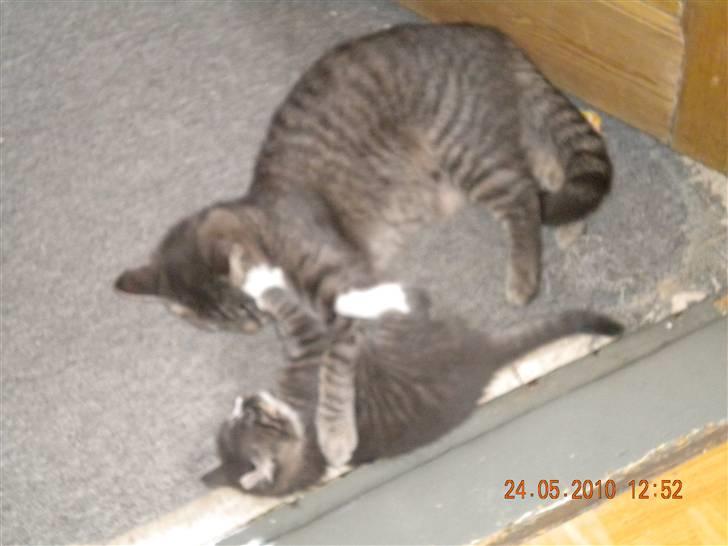 Huskat Bølle(solgt) - lege med min mor billede 12