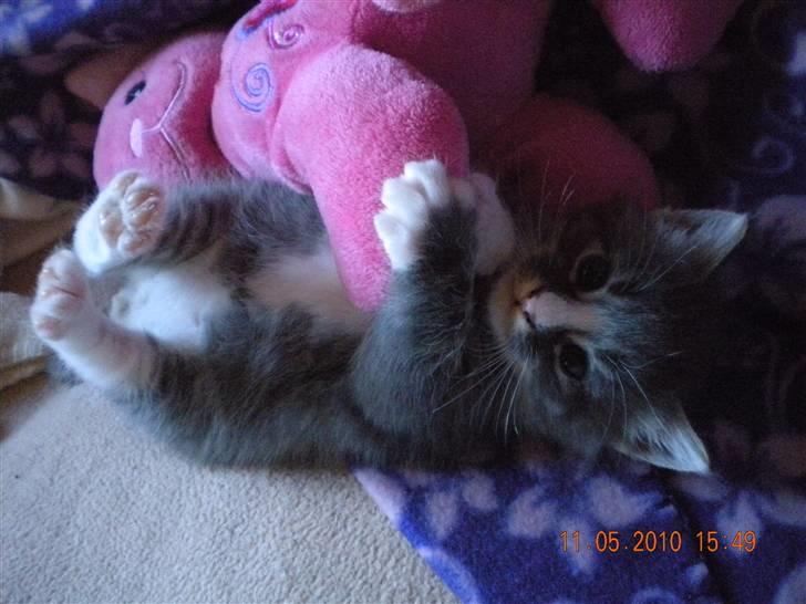 Huskat Bølle(solgt) - mig med den stor bamse billede 13