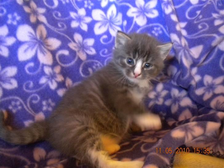 Huskat Bølle(solgt) billede 14