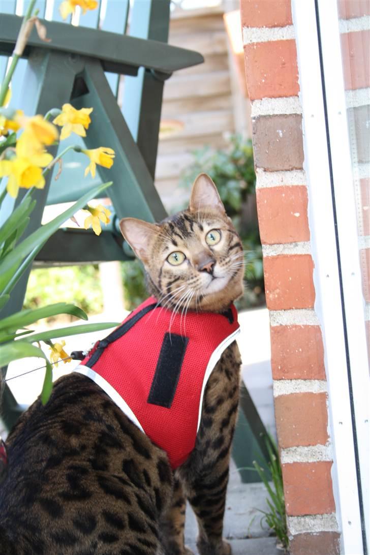 Bengal Baloo - Charmebøf! billede 2