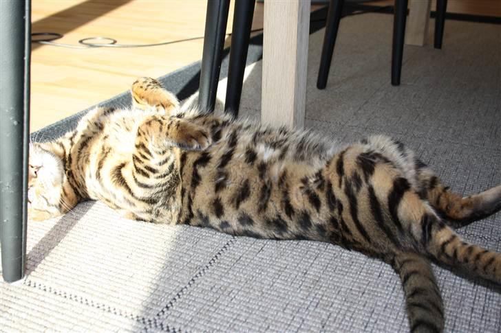 Bengal Baloo billede 5