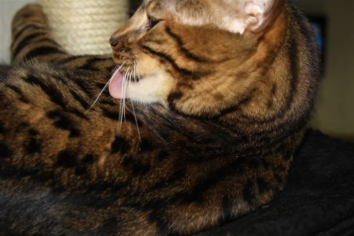 Bengal Baloo billede 6