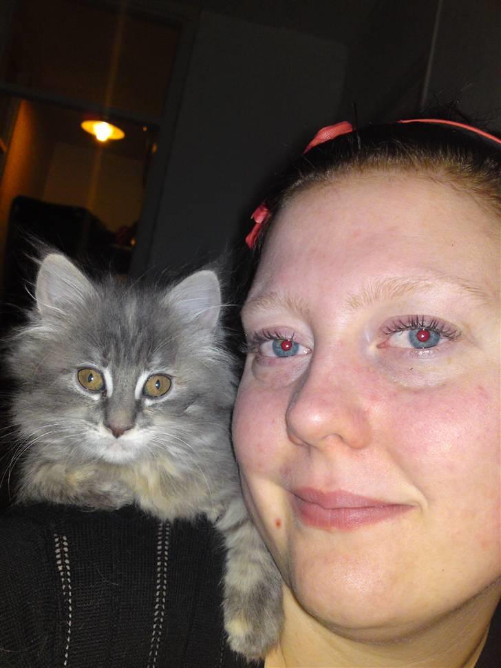 Maine Coon Üb-Ulla billede 1