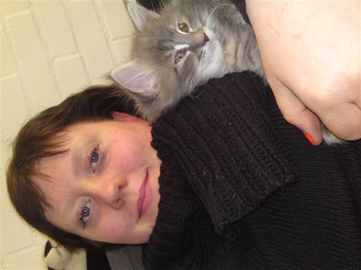 Maine Coon Üb-Ulla billede 2