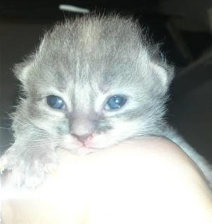 Maine Coon Üb-Ulla billede 3