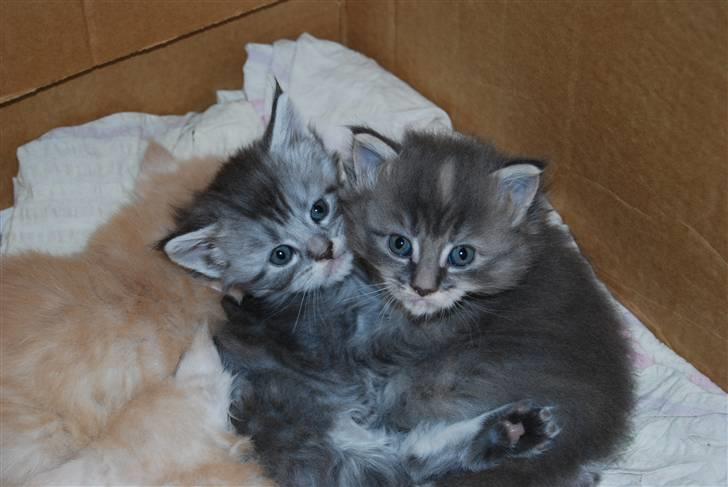 Maine Coon Üb-Ulla billede 4