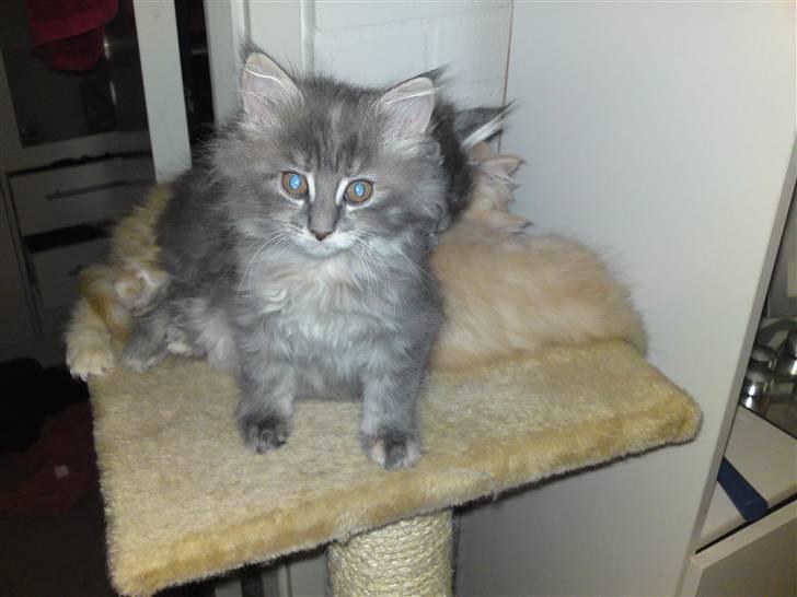 Maine Coon Üb-Ulla billede 5