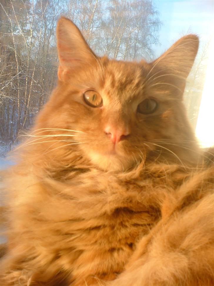 Maine Coon Joe the Bandit (Bandit) - 21/12 2010 billede 4