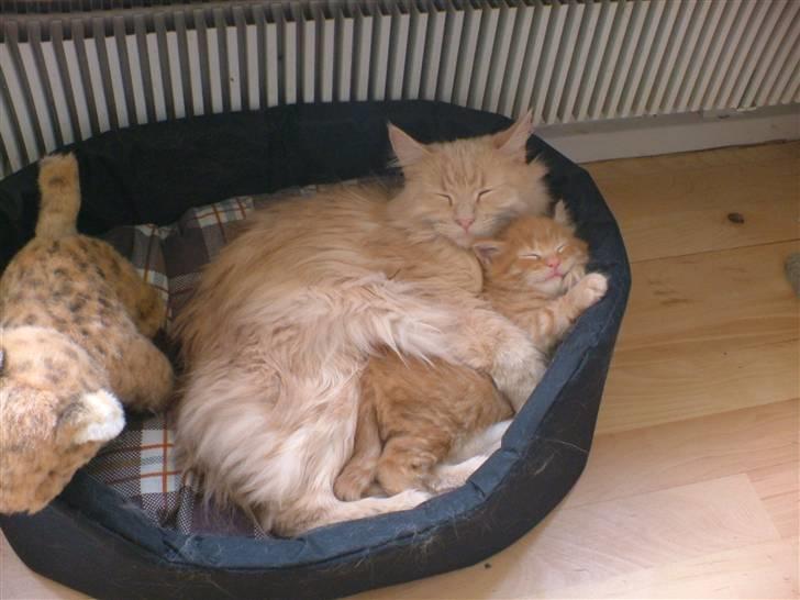 Maine Coon Joe the Bandit (Bandit) billede 17