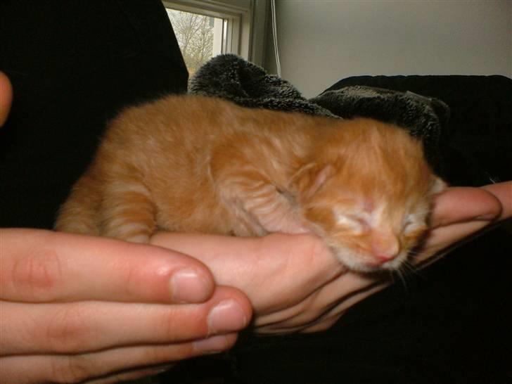 Maine Coon Joe the Bandit (Bandit) - Dagen efter han var født. billede 18