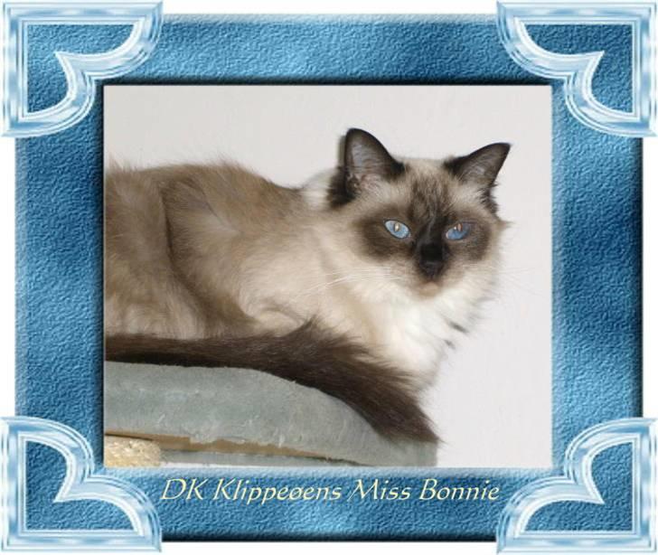 Ragdoll Klippeøens Miss Bonnie billede 1