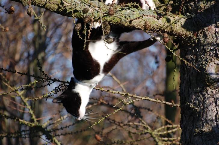 Blanding af racer Smalle - Elsker at klatre i træer.. og skal nok komme ned defra igen  :) billede 1