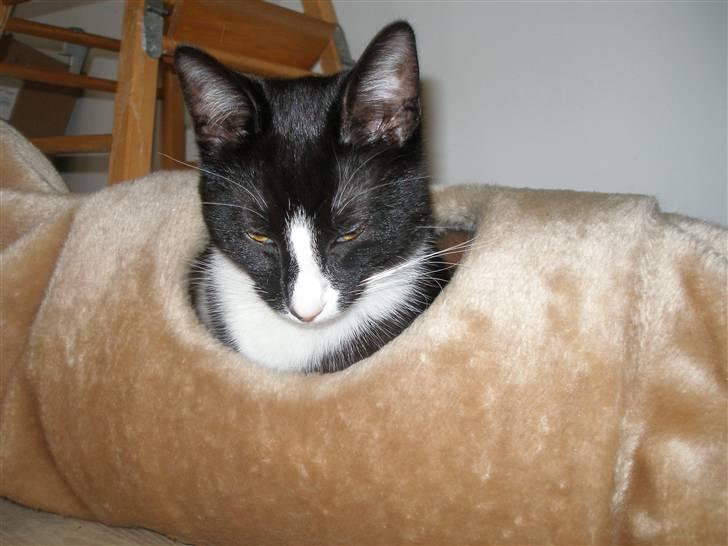 Blanding af racer Smalle billede 2