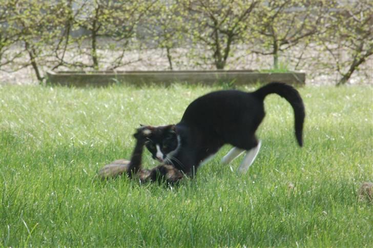 Blanding af racer Smalle billede 3