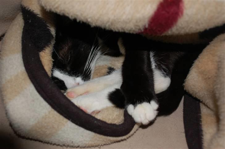 Blanding af racer Smalle - Der er ikke noget bedre end en god ´tæppe-hule´  :) billede 4