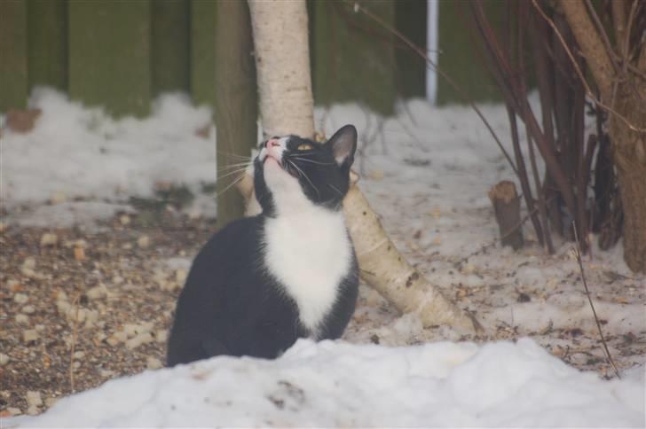 Blanding af racer Smalle - Kom nu hen til foderbrættet små fugle... billede 5