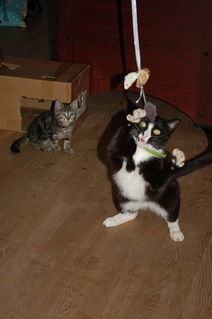 Blanding af racer Smalle billede 6