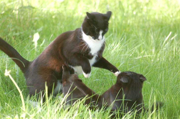 Blanding af racer Smalle - Leger m sorte missen billede 7