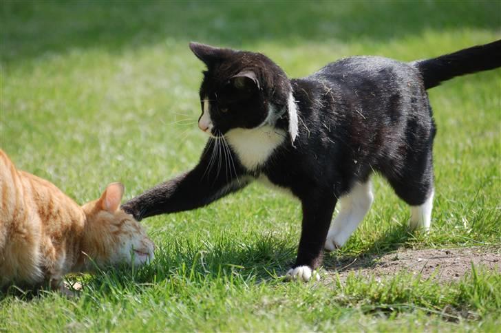 Blanding af racer Smalle billede 8