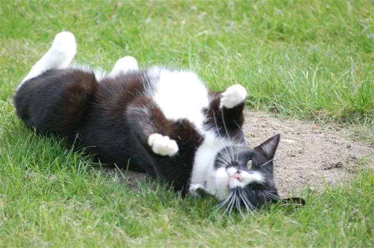 Blanding af racer Smalle - Aaaaah.. rulle rulle.. billede 9