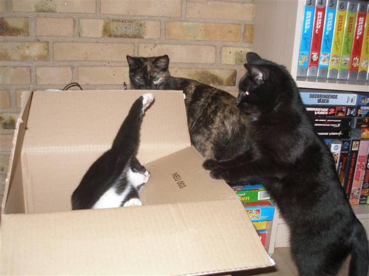 Blanding af racer Smalle billede 10