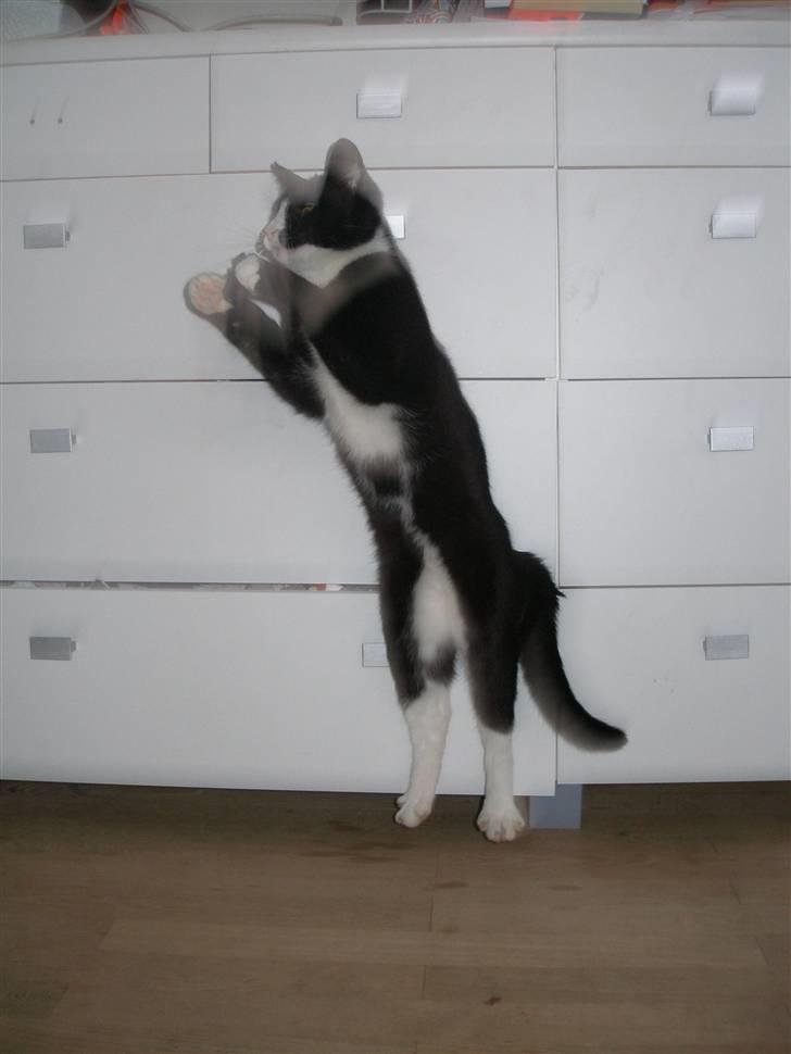 Blanding af racer Smalle - Hopper efter flyvende mus billede 11