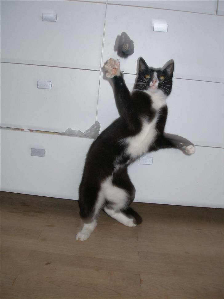 Blanding af racer Smalle - Hopper efter flyvende mus billede 12