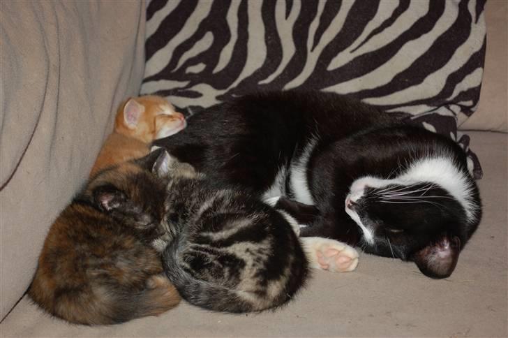 Blanding af racer Smalle - Søde onkel smalle passer på de små billede 13