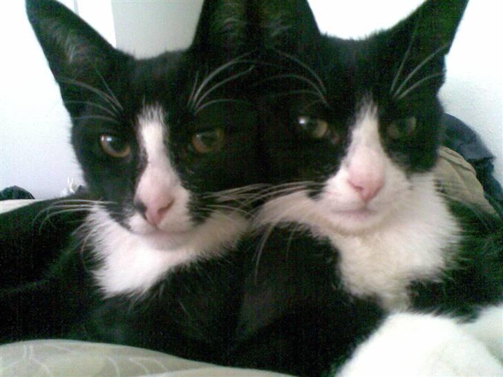 Blanding af racer Smalle - Smalle og søster, Brede missen billede 14