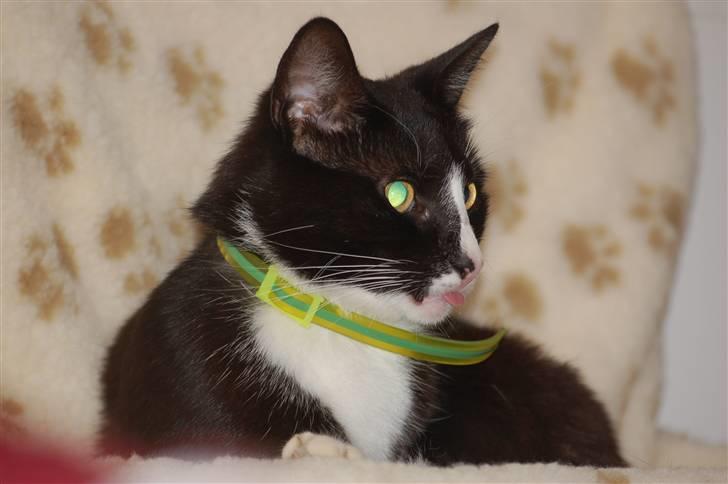 Blanding af racer Smalle billede 15