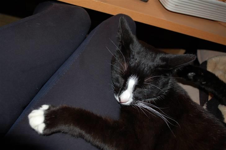 Blanding af racer Smalle - Et af de få billeder hvor han ligger ved sin mor billede 16