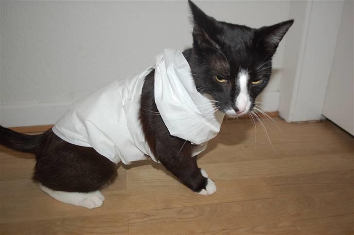 Blanding af racer Smalle - dumme mor altså  :p billede 17