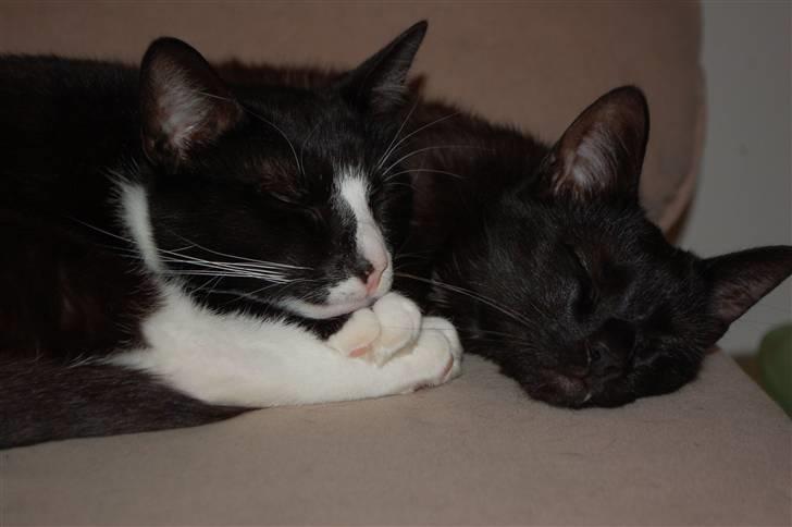 Blanding af racer Smalle billede 18