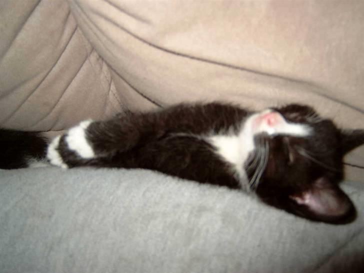 Blanding af racer Smalle - smalle da han var killing billede 20