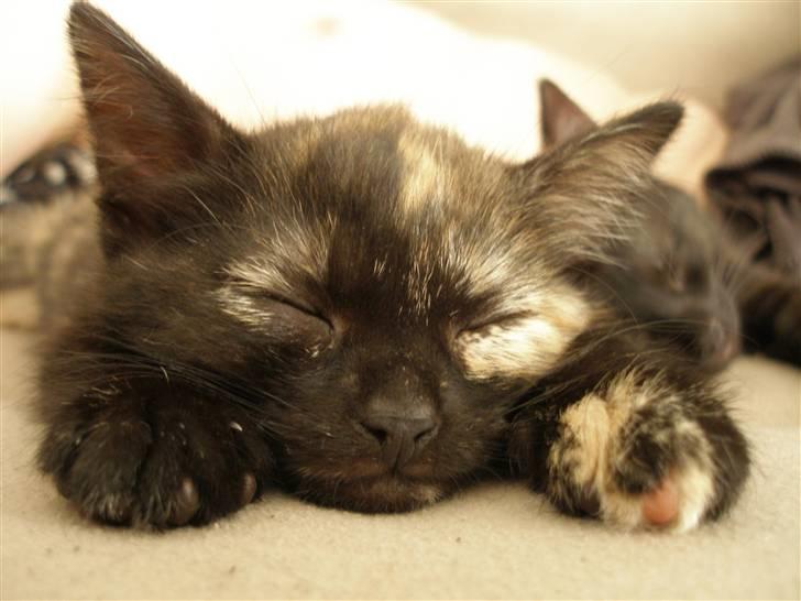 Blanding af racer Bølle billede 1