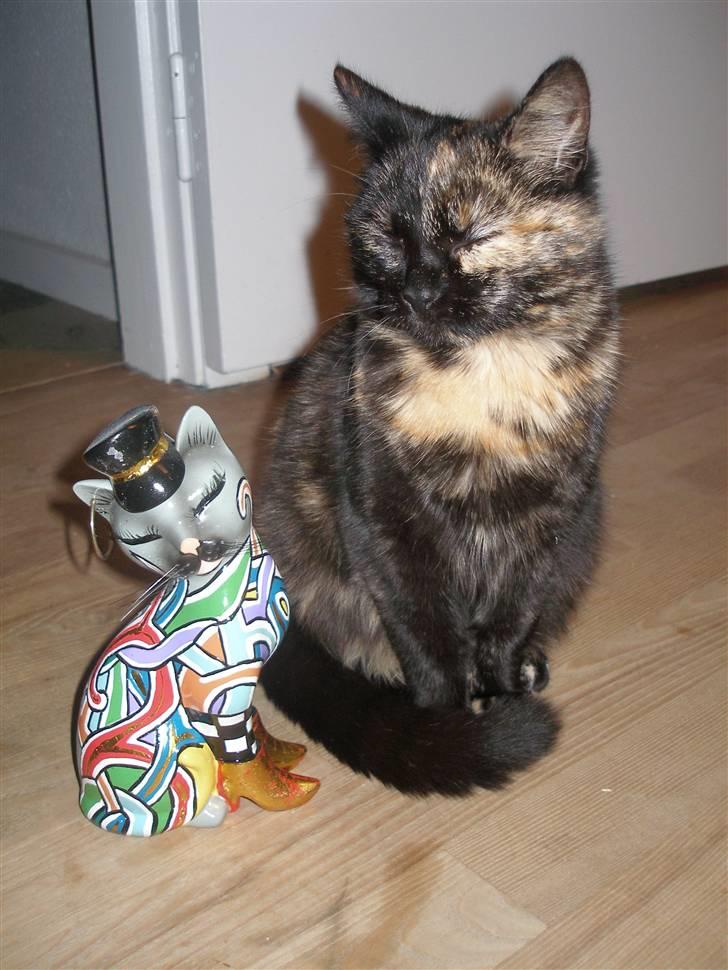 Blanding af racer Bølle - Bølle sammen med sin præmie fra en fotokonkurrence - hun vandt med det 1. billede der er her i hendes profil billede 2