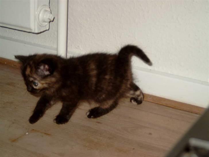 Blanding af racer Bølle - En lille kat - en stor bølle  ;) billede 3