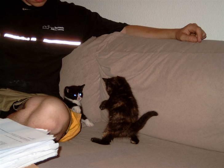 Blanding af racer Bølle - En lille kat - en stor bølle  ;) billede 4