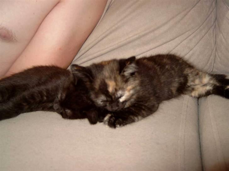 Blanding af racer Bølle billede 5