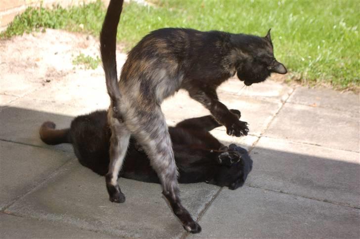 Blanding af racer Bølle - Bandit bøllen billede 6