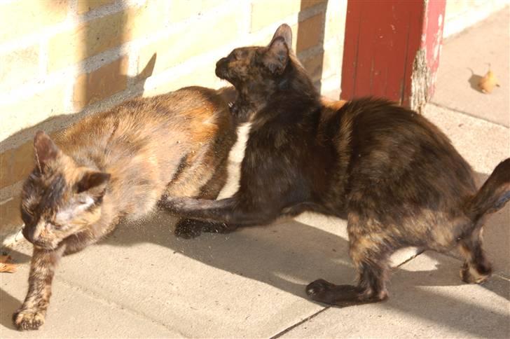 Blanding af racer Bølle billede 7