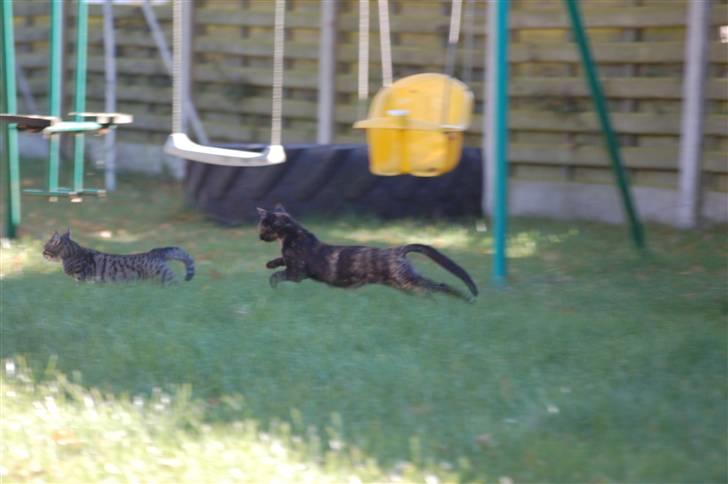 Blanding af racer Bølle - Simpelthen en bølle billede 8