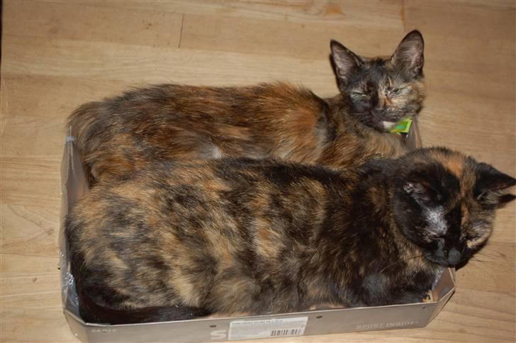 Blanding af racer Bølle - Mor og datter... ´vi kan da sagtens være her´ billede 9