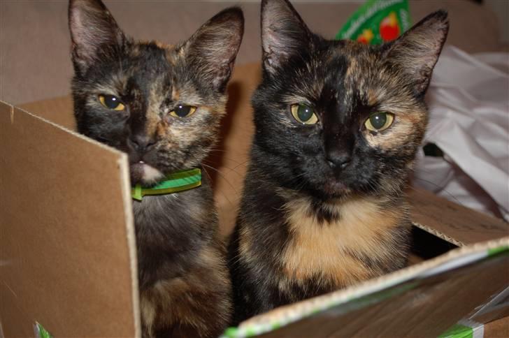 Blanding af racer Bølle - Kasser er bare det bedste billede 10