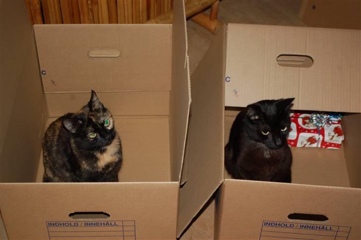 Blanding af racer Bølle - Kasser til julegaver.. mente misserne ikke billede 11