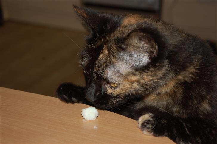 Blanding af racer Bølle - uuh risengrød billede 12