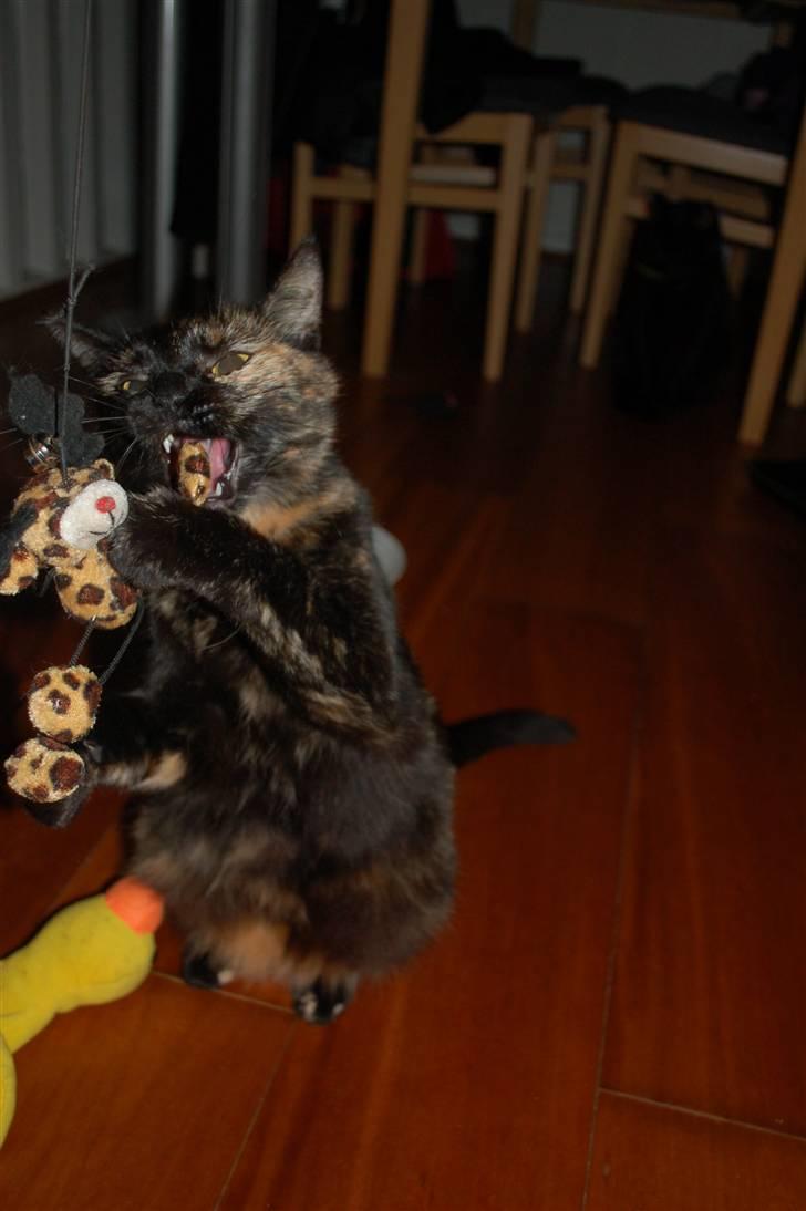 Blanding af racer Bølle billede 13