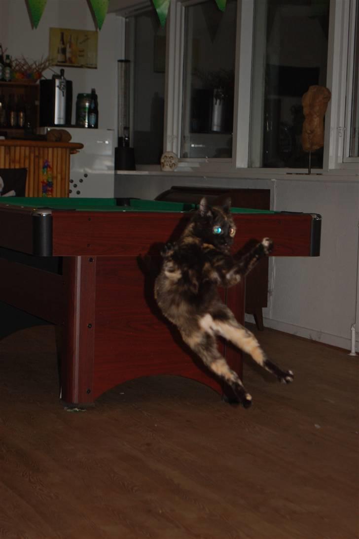 Blanding af racer Bølle - hopper efter den flyvende mus billede 14