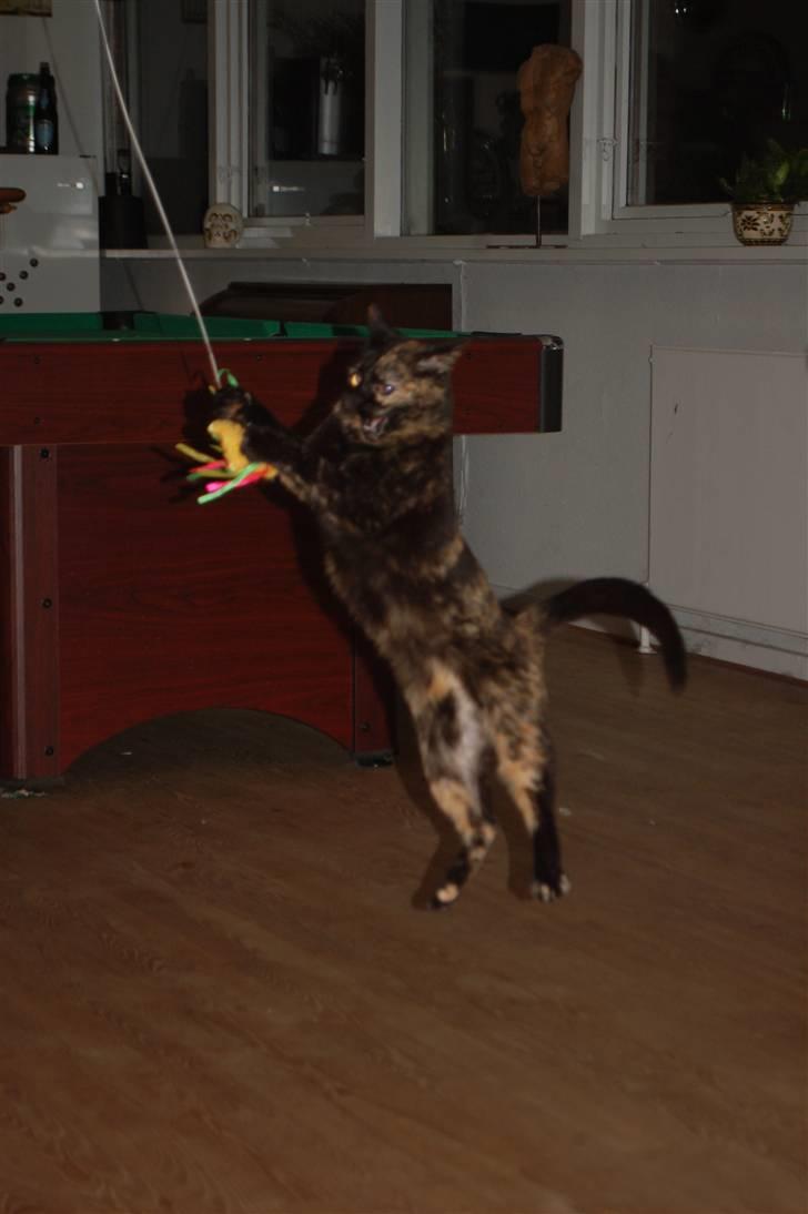 Blanding af racer Bølle - hopper efter den flyvende mus billede 15